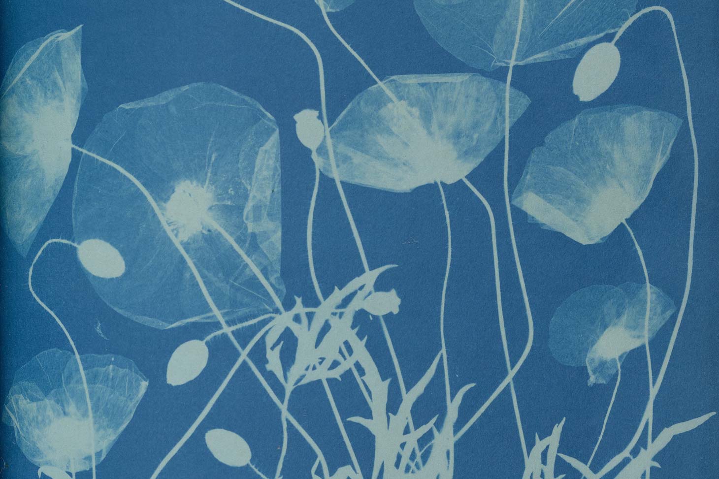 Cyanotype d'Anna Atkins