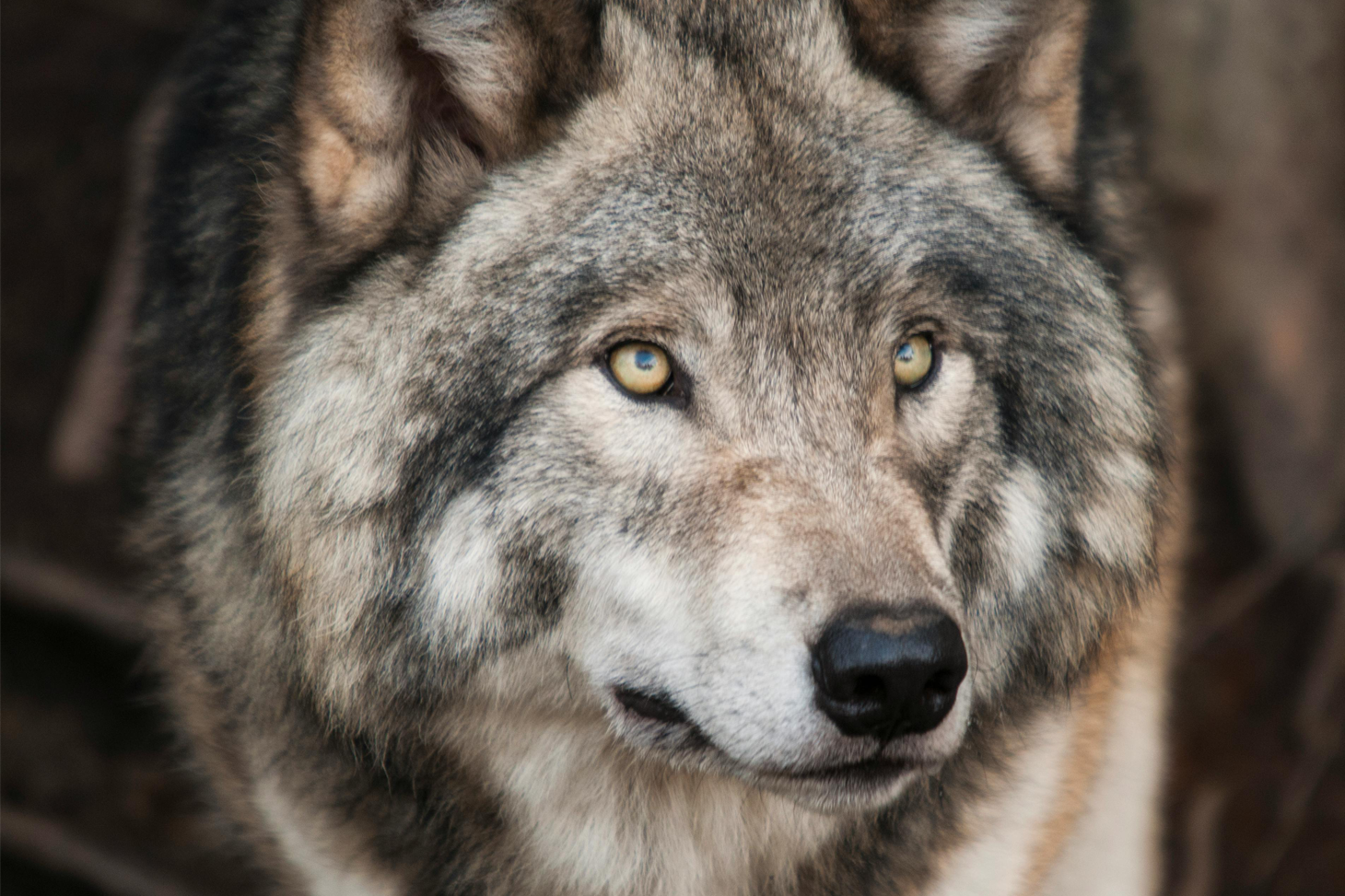 loups iberiques